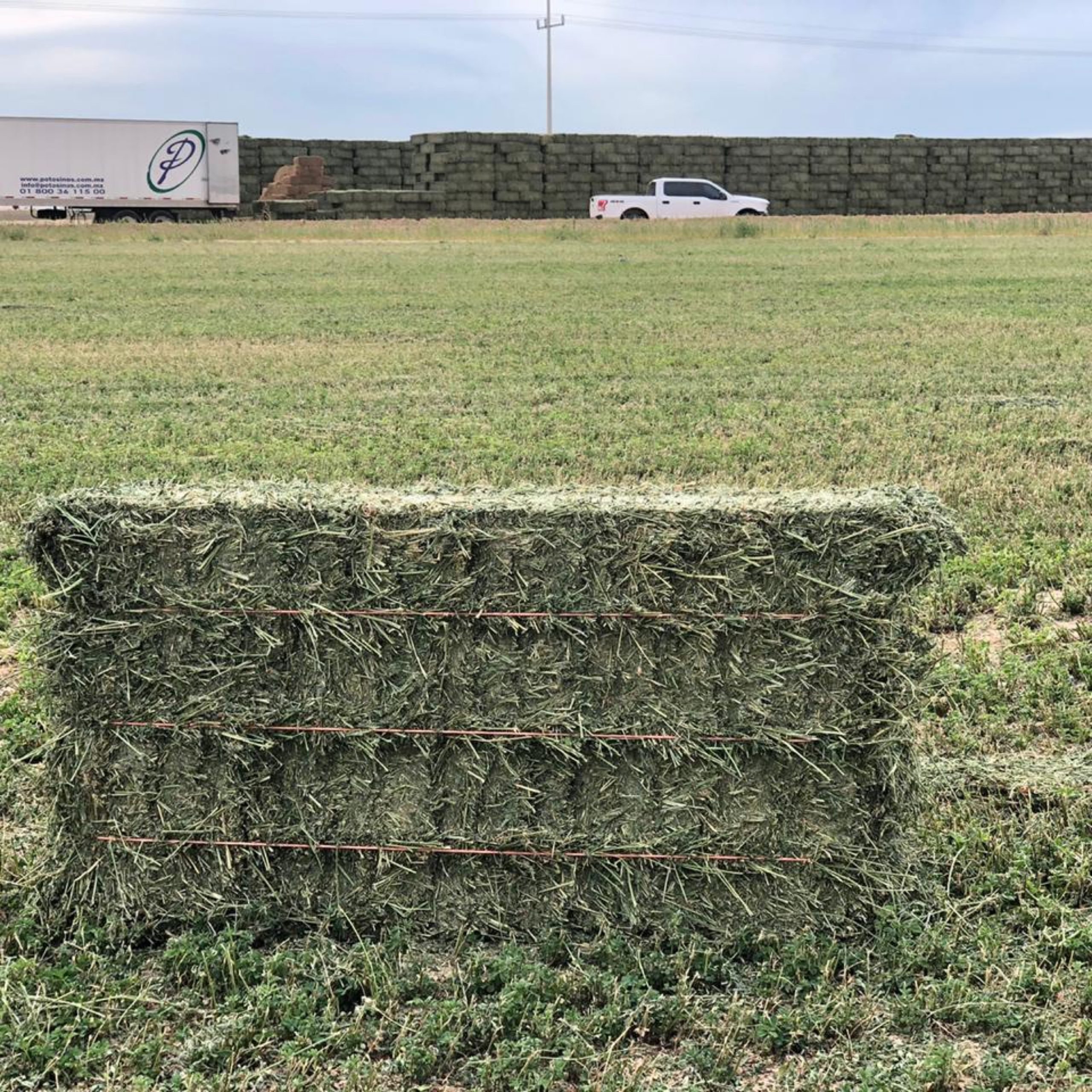 High quality alfalfa hay for animal feed available at factory price perfect for bulk wholesale and livestock farmers