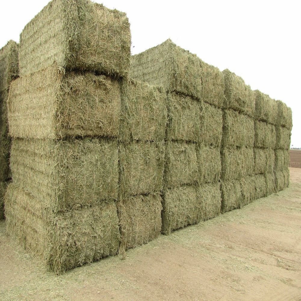 High quality alfalfa hay for animal feed available at factory price perfect for bulk wholesale and livestock farmers