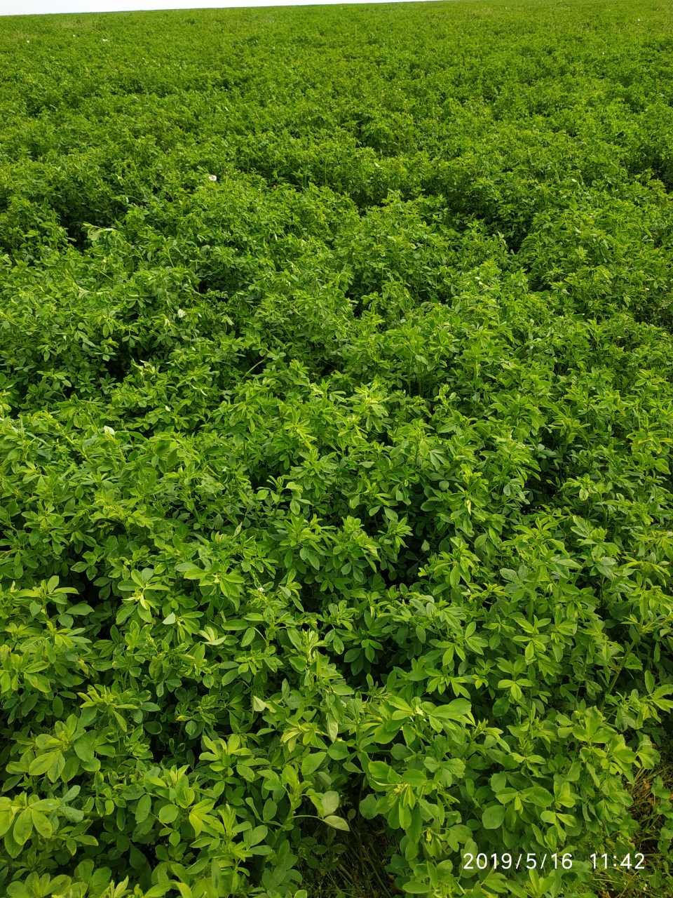 Organic alfalfa pellets dehydrated factory dried for production animal feed