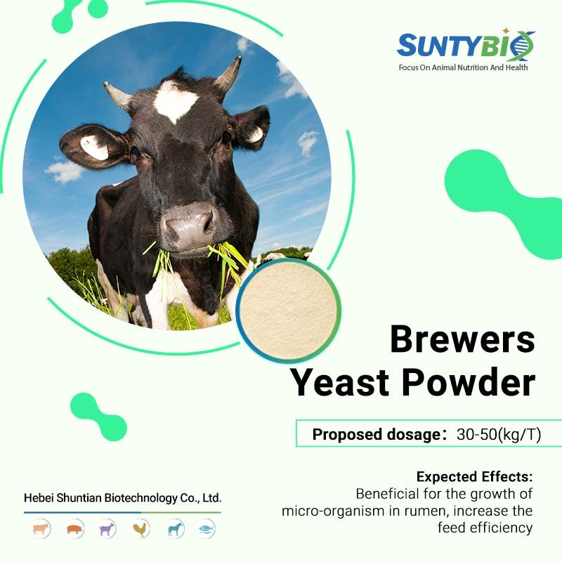 Dry yeast for animal feed yeast professional manufacturer