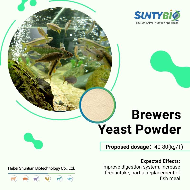 Dry yeast for animal feed yeast professional manufacturer