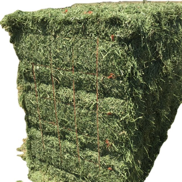 Cheap Top Quality Alfalfa Hay for Animal Feeding Stuff Alfalfa ,hay/Timothy hay discount price