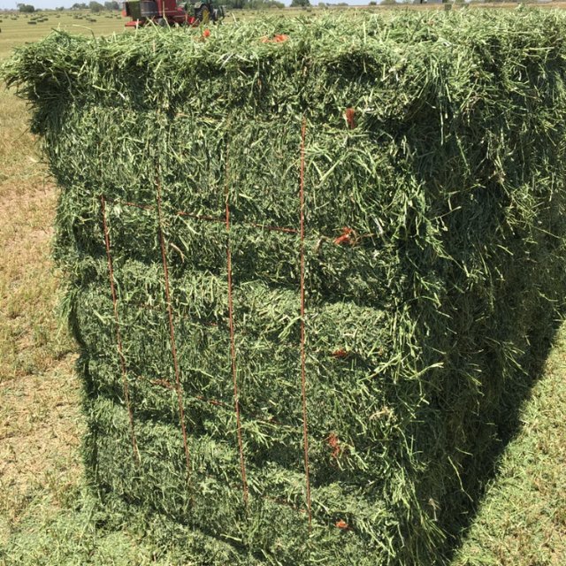 Premium Organic Alfalfa Hay/ Rhode Grass Hay / Timothy Hay Animal Feed for Sale