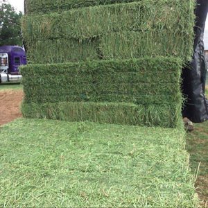 Premium Organic Alfalfa Hay/ Rhode Grass Hay / Timothy Hay Animal Feed for Sale