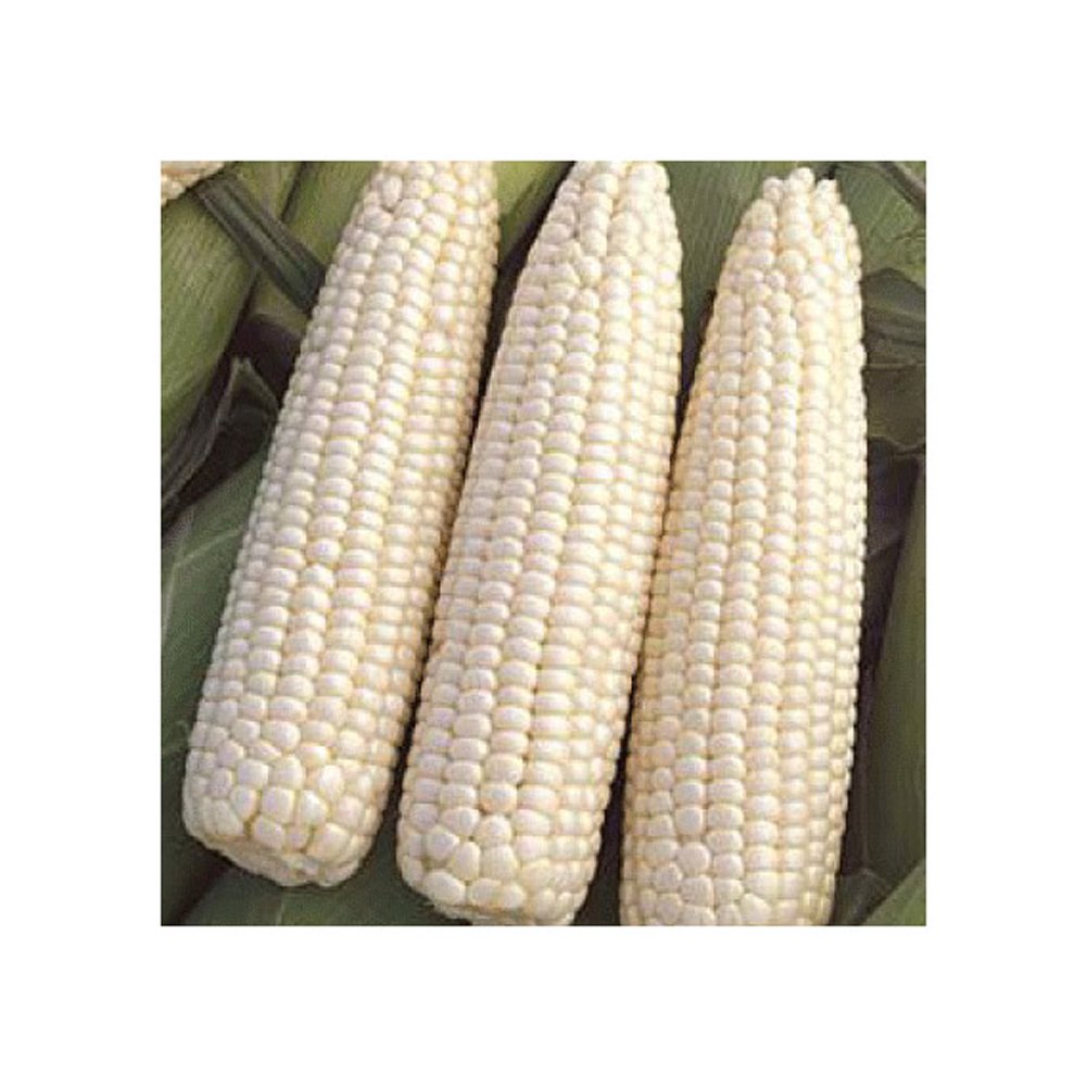 New Crop White Corn Maize for human and animal feed grade consumption White Corn For Poultry Feed Seeds