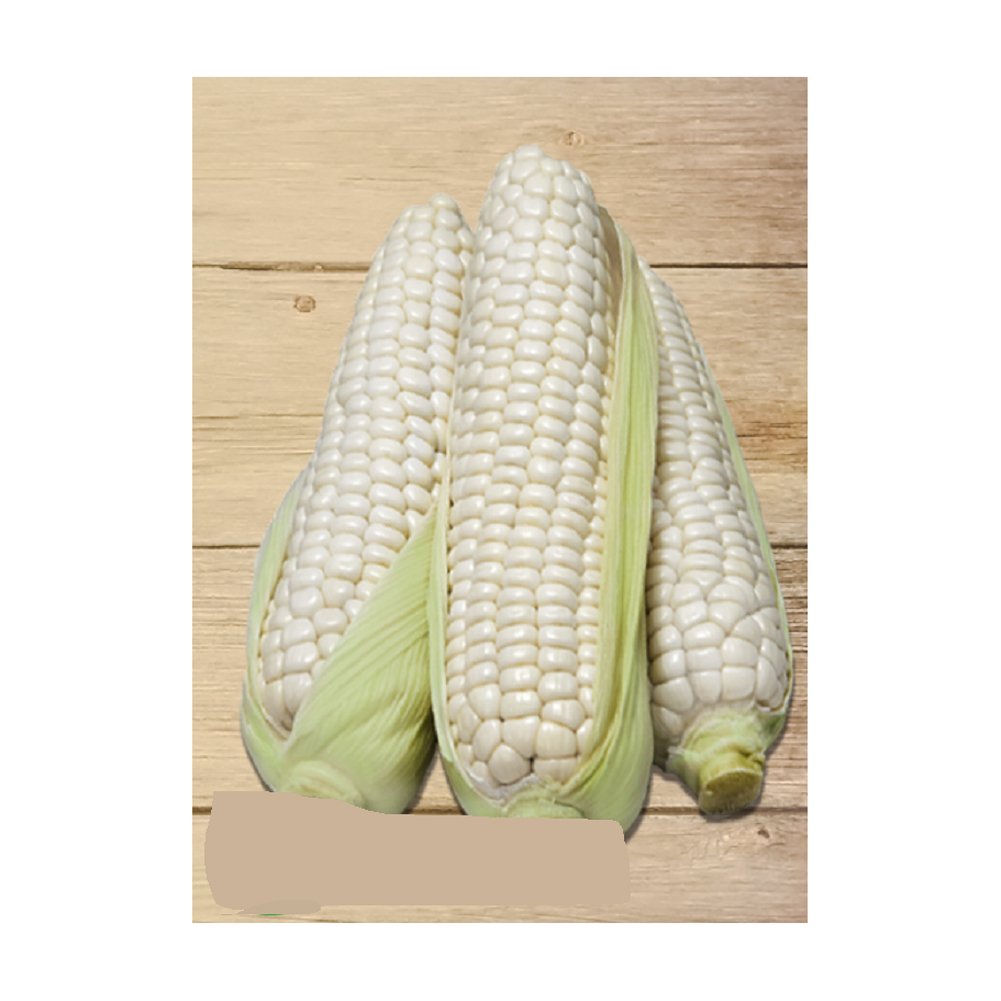 New Crop White Corn Maize for human and animal feed grade consumption White Corn For Poultry Feed Seeds