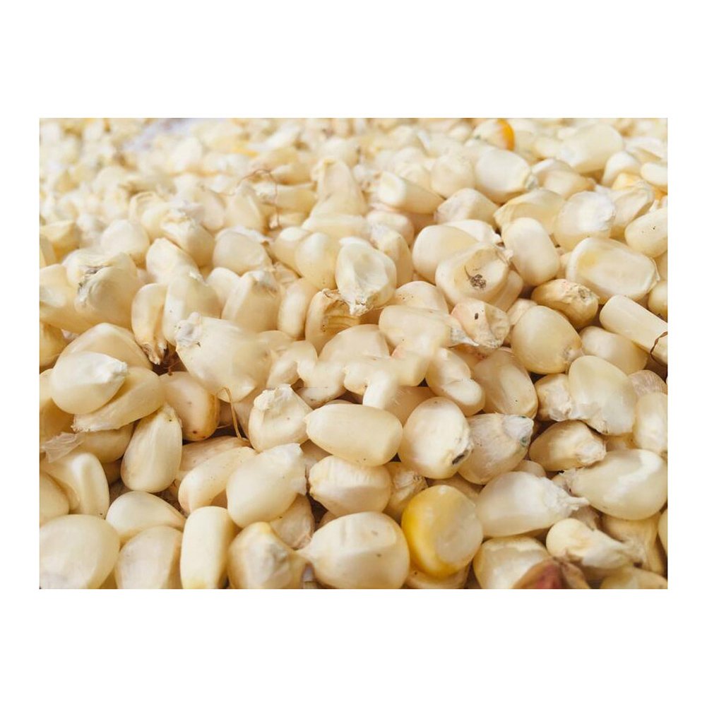 New Crop White Corn Maize for human and animal feed grade consumption White Corn For Poultry Feed Seeds