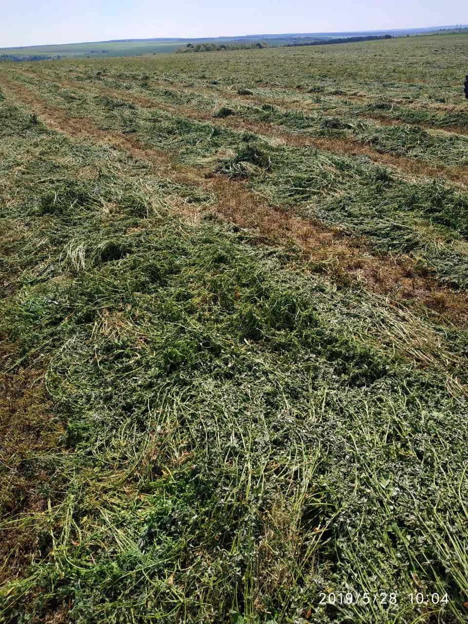 Organic BIO alfalfa grass hay factory dried organic chicken feed