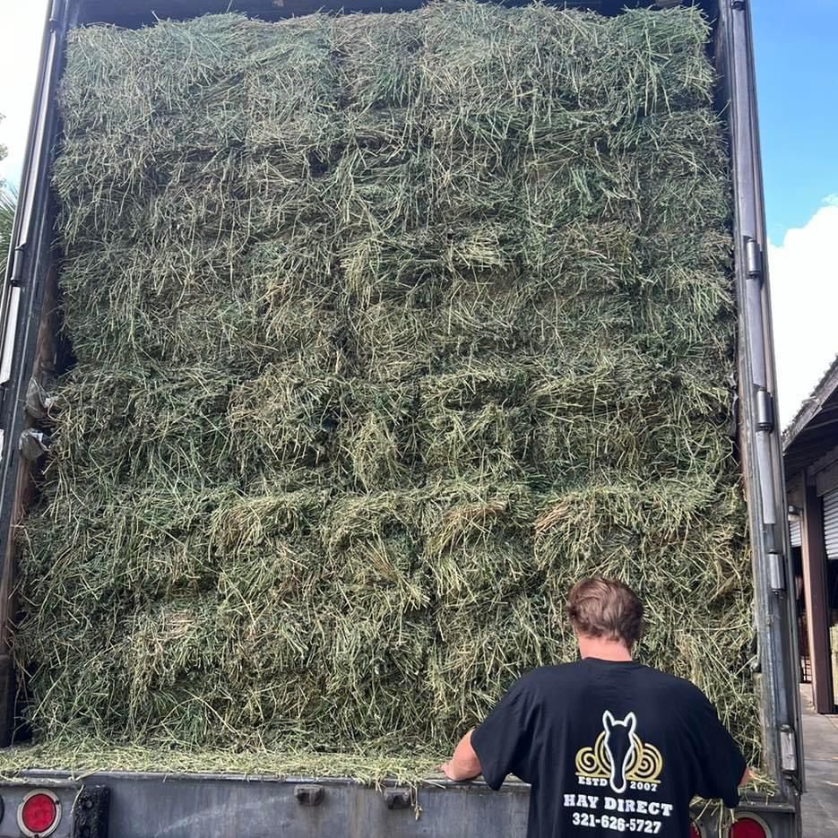 Quality Timothy Hay bays / Timothy Hay Dehydrated Timothy Hay cubes timothy hay Timothy Hay for Animal Feeding /alfalfa hay pell