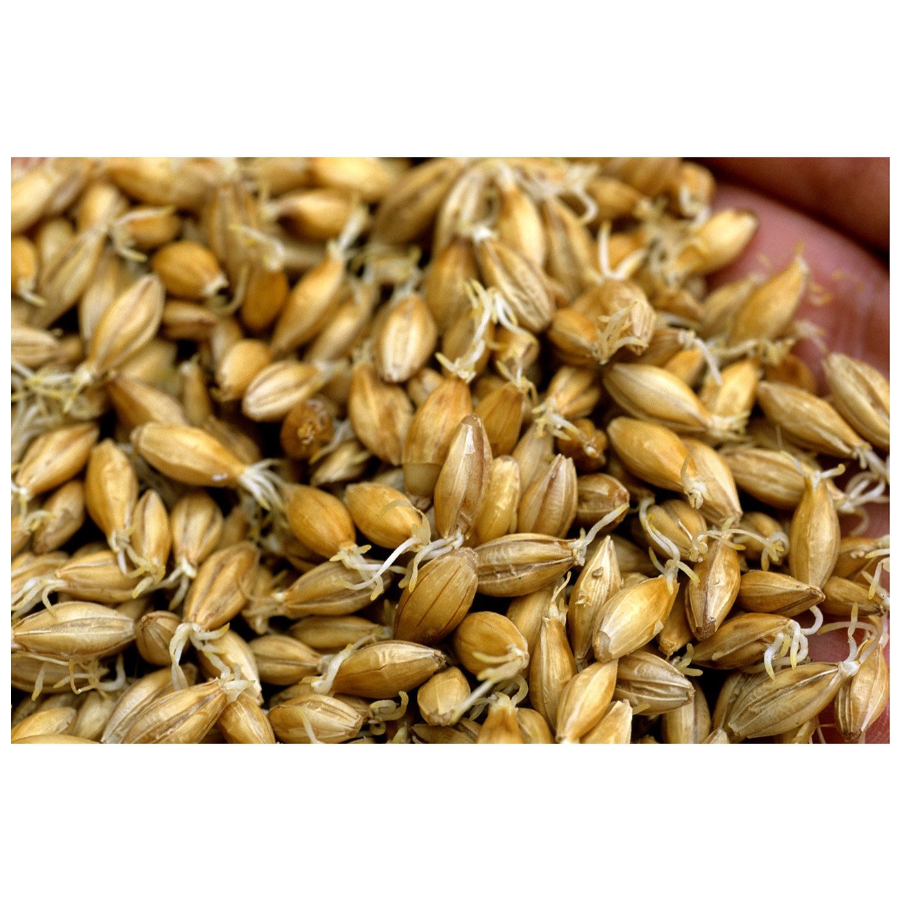 100% Malt Barley, Hulled Barley for export For Sale Animal Feed and Human / Barley Malt top quality