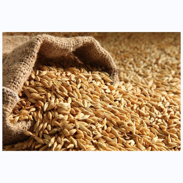 100% Malt Barley, Hulled Barley for export For Sale Animal Feed and Human / Barley Malt top quality