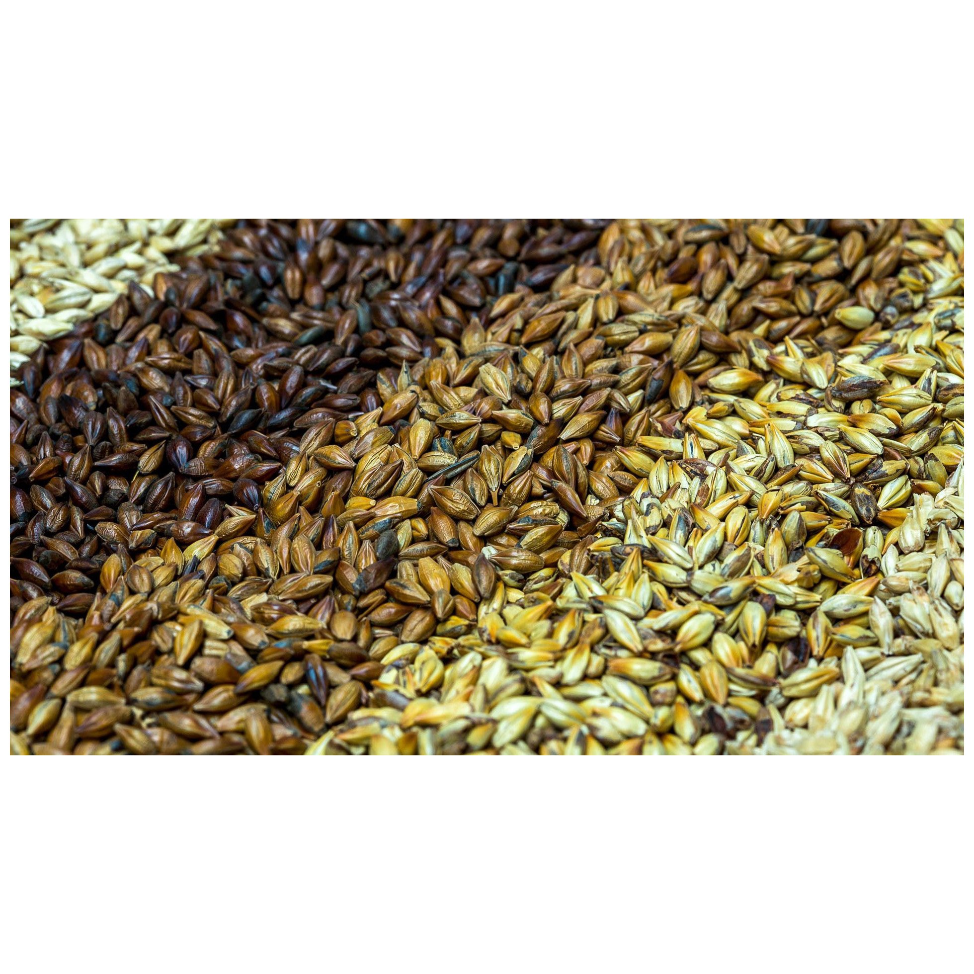 100% Malt Barley, Hulled Barley for export For Sale Animal Feed and Human / Barley Malt top quality