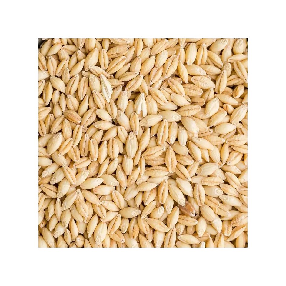 Animal Feed Barley Bag Pure Herbal Green Wheat Grass Extract Best For Ready For Export For Sale Farming Bulk Malted