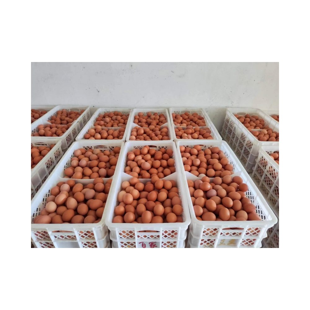 High Protein 3% Layer Feed - Wholesale Animal Feed for Improved Growth