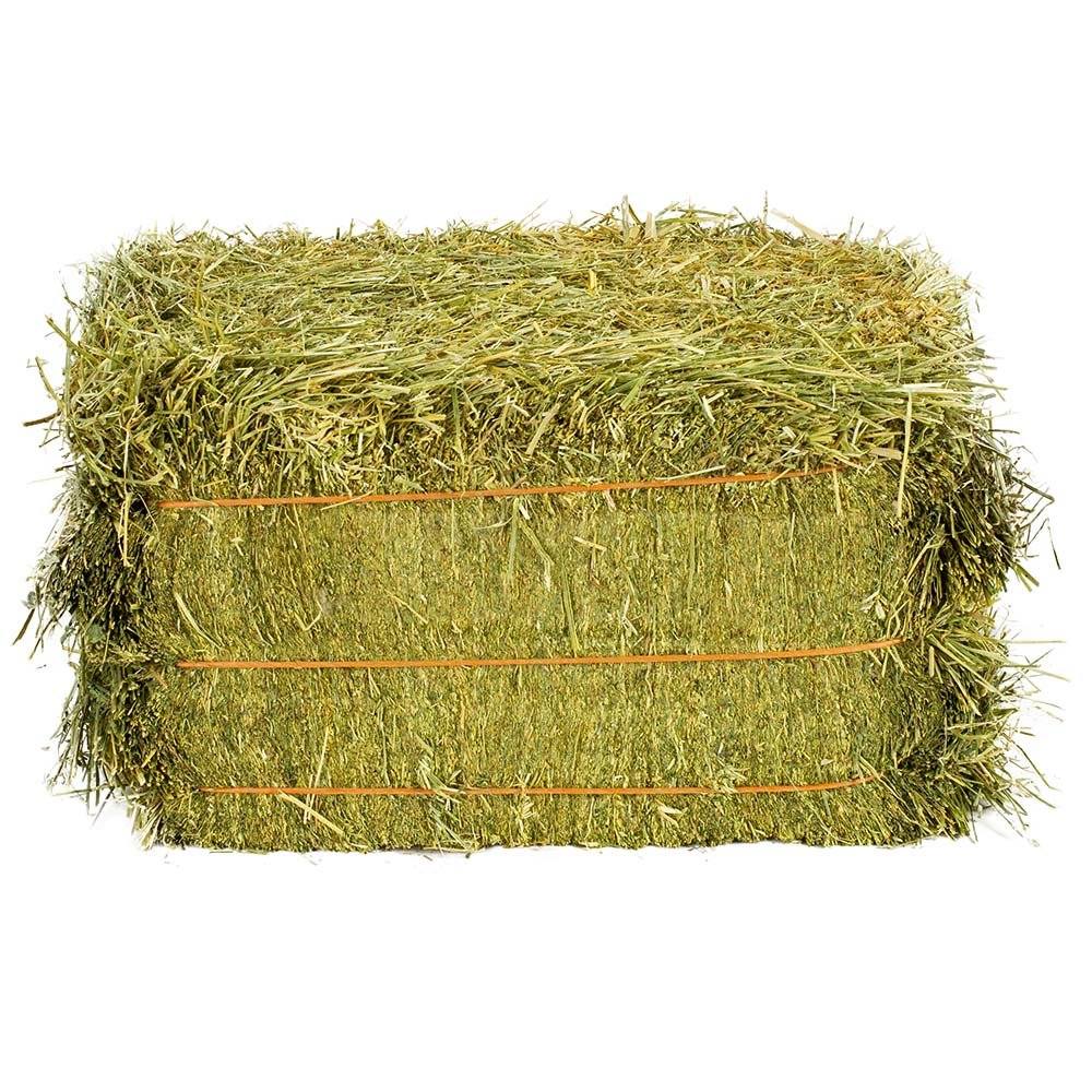 Animal Feed for sale High nutritional value Natural Cattle feed Alfalfa Hay