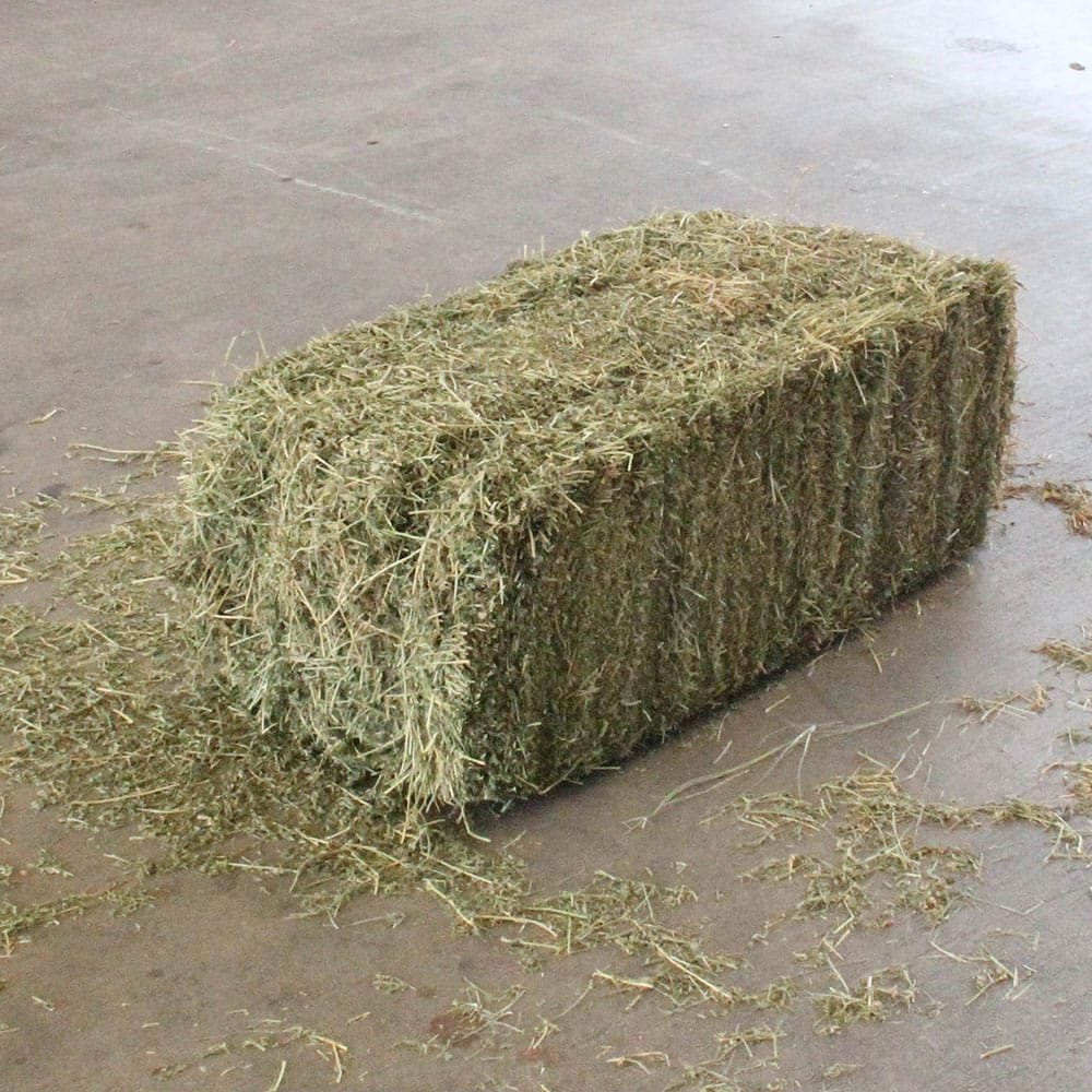 Animal Feed for sale High nutritional value Natural Cattle feed Alfalfa Hay