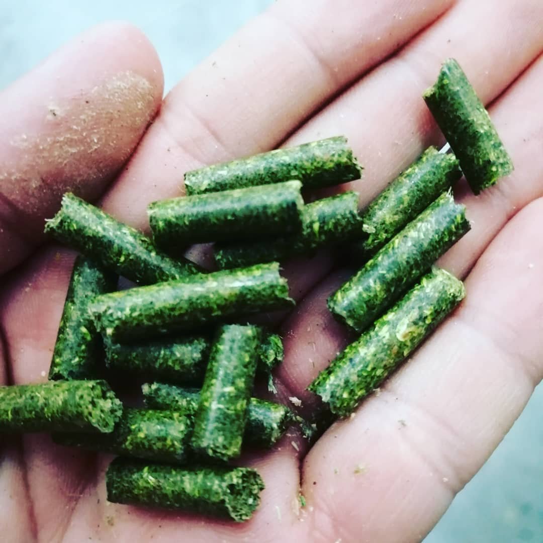 Buy Alfalfa hay pellets animal feed for cattle / Alfalfa Hay pellets for Animal Feedings at cheap price