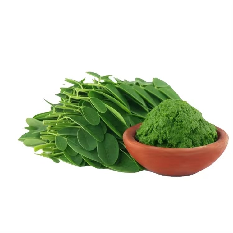 High Quality Moringa Leaf Powder Used for Animal Feed Rich in Protein Whole Sale Suppliers and Manufacturers from South India