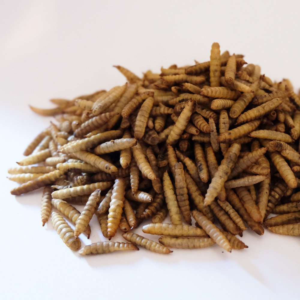 Factory Wholesales Dried black fly larvae dried BSF larvae Animal Feed animal poultry feed organic food for pets