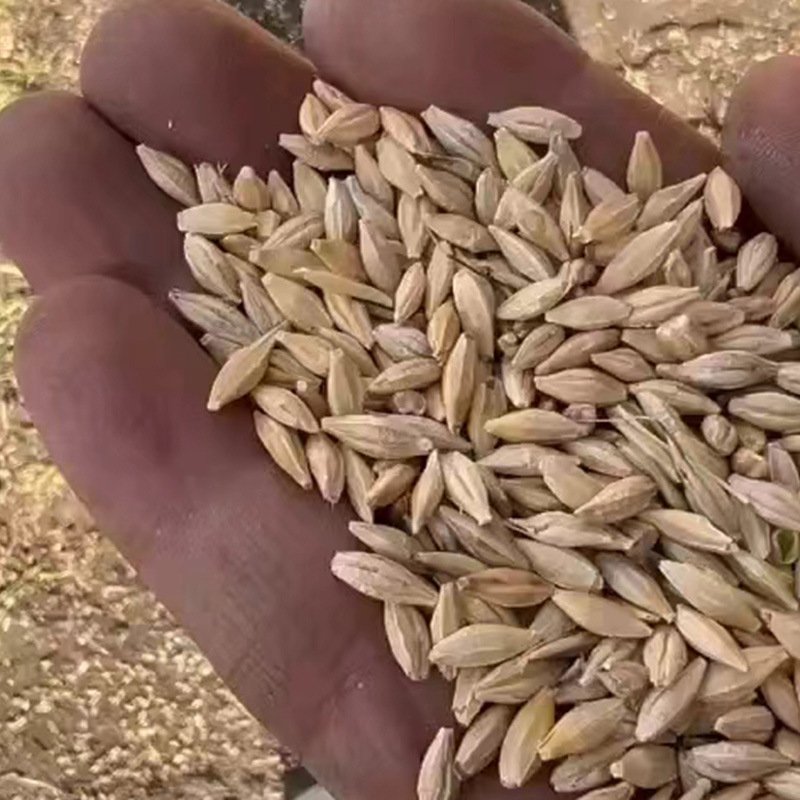 Poultry Feed Wholesale Price Bird Feed Barley Malt Grain Animal Feed Barley