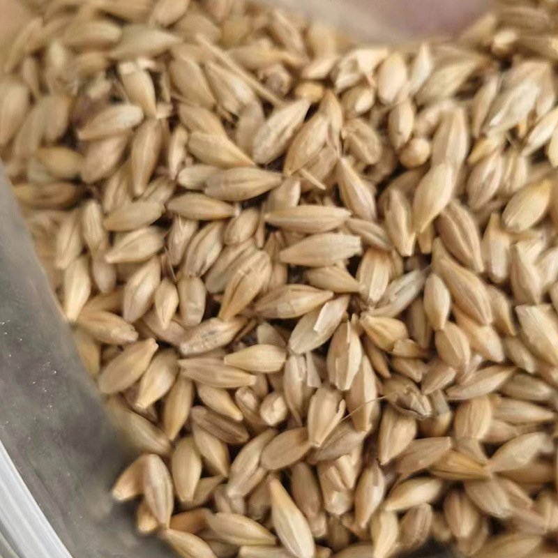 Poultry Feed Wholesale Price Bird Feed Barley Malt Grain Animal Feed Barley