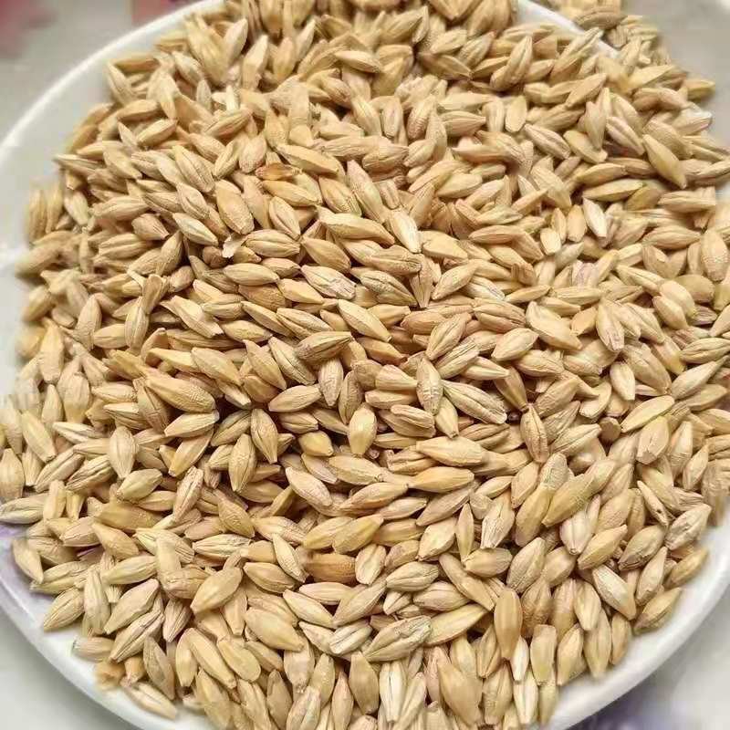 Poultry Feed Wholesale Price Bird Feed Barley Malt Grain Animal Feed Barley