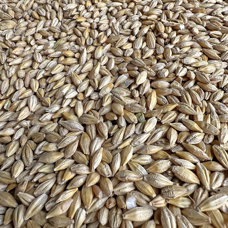 Poultry Feed Wholesale Price Bird Feed Barley Malt Grain Animal Feed Barley