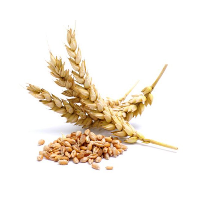 Animal Feeding/TOP QUALITY WHEAT BRAN WHEAT BRAN FOR ANIMAL FEED Available For Sale