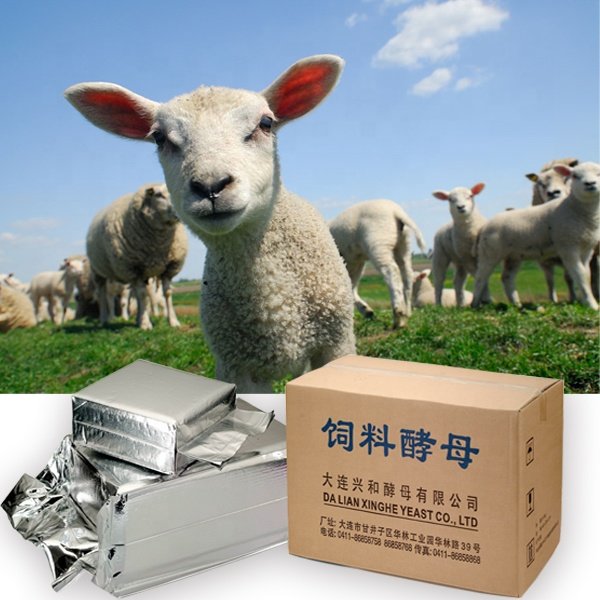 For Optimal Pig Feed Formulation, Choose Our Nutritious Feed Yeast, yeast feed, animal feed, yeast powder, feed yeast