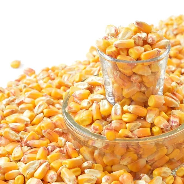 High Protein Yellow Corn/Maize for Poultry and Pig Feed Healthy Animal Feed from Farm Good Price