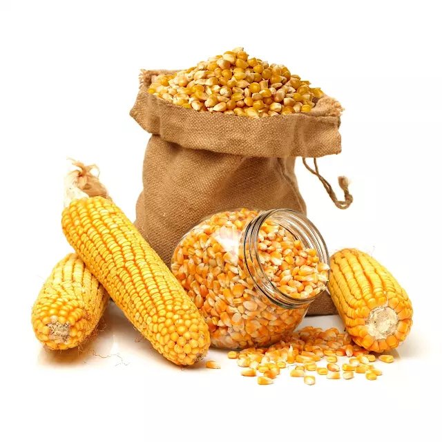 High Protein Yellow Corn/Maize for Poultry and Pig Feed Healthy Animal Feed from Farm Good Price