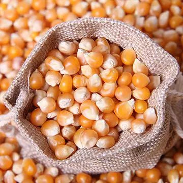 High Protein Yellow Corn/Maize for Poultry and Pig Feed Healthy Animal Feed from Farm Good Price