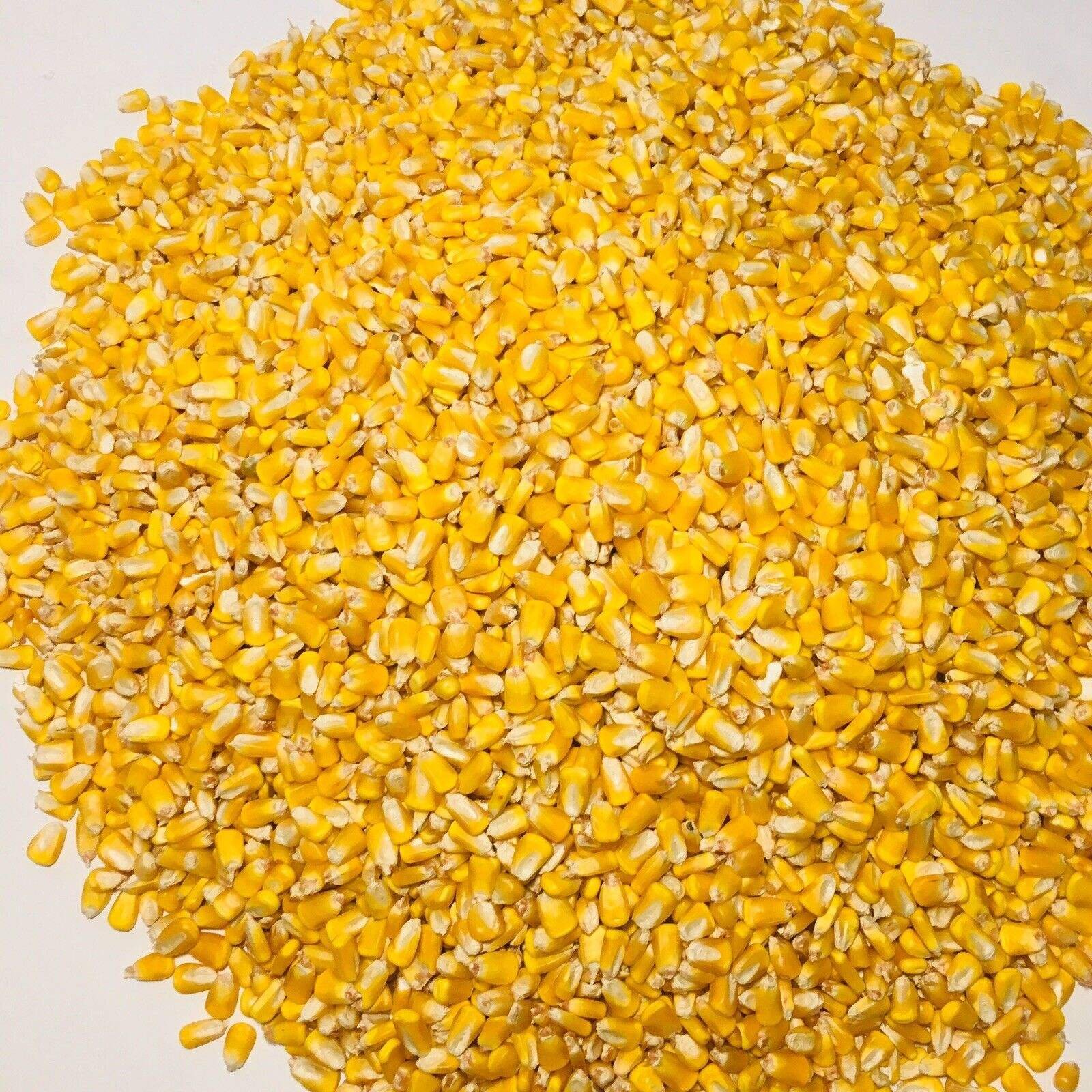 Wholesale Price Yellow Corn High Quality Yellow Maize Corn for human/ Animal Feed Supplier