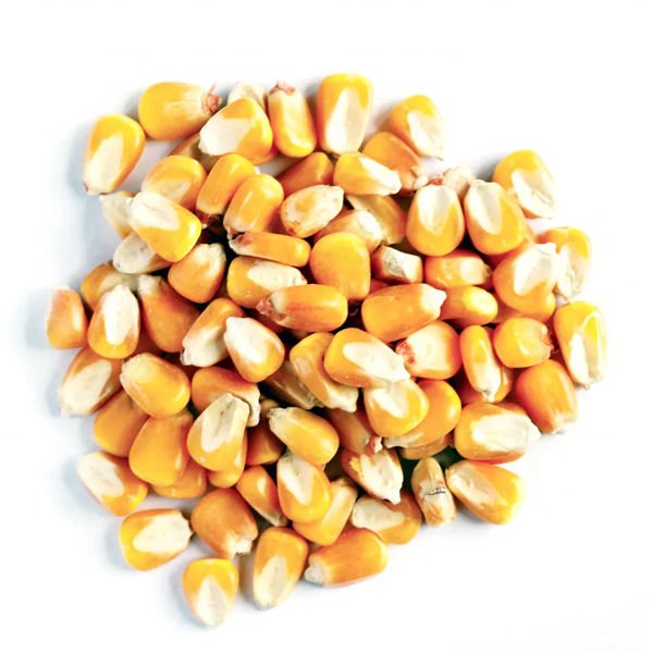 Wholesale Price Yellow Corn High Quality Yellow Maize Corn for human/ Animal Feed Supplier