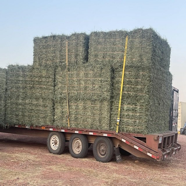 Alfalfa Hay Timothy Alfafa Hay Rhodes Hay-Dried Animal Feed for Cattle Horse Pig Fish Pellet Variety for Animal Use