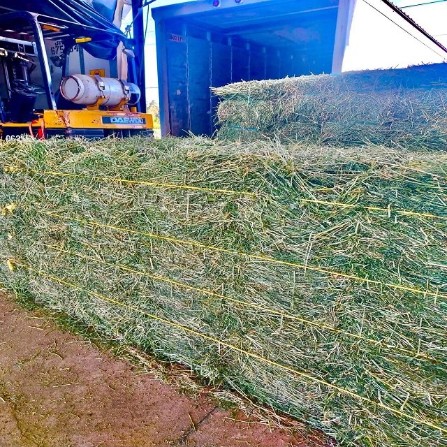 Alfalfa Hay Timothy Alfafa Hay Rhodes Hay-Dried Animal Feed for Cattle Horse Pig Fish Pellet Variety for Animal Use