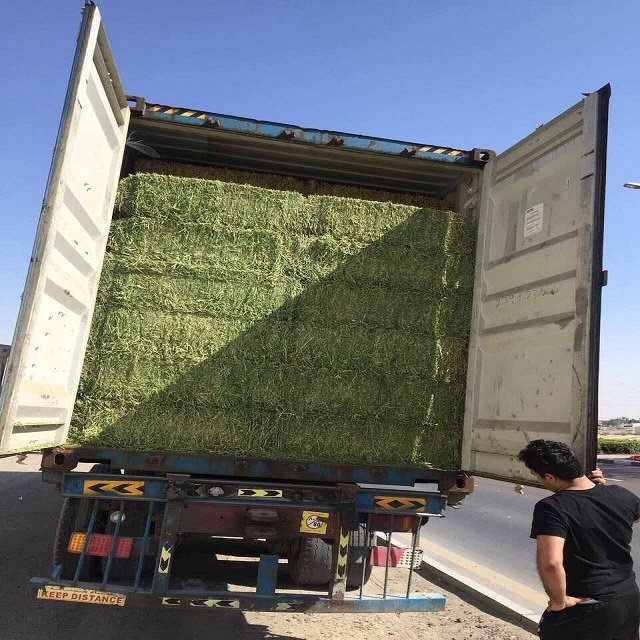 Alfalfa Hay Timothy Alfafa Hay Rhodes Hay-Dried Animal Feed for Cattle Horse Pig Fish Pellet Variety for Animal Use
