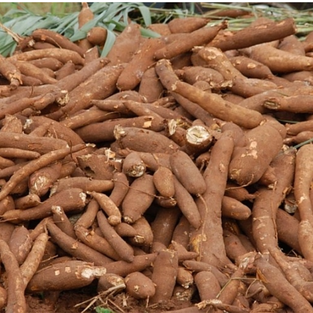 Vietnamese Factory Supply Dried Cassava Chips For Animal Feed Packed In Jumbo Bag CheapPrice