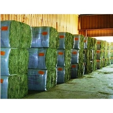 100% Alfalfa Hay For Animal feeding