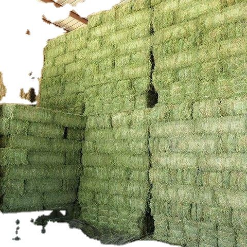 100% Premium Alfalfa Hay, Rhodes Grass, Oats Hay Ready / Oats Hay Animal Feed for Sale