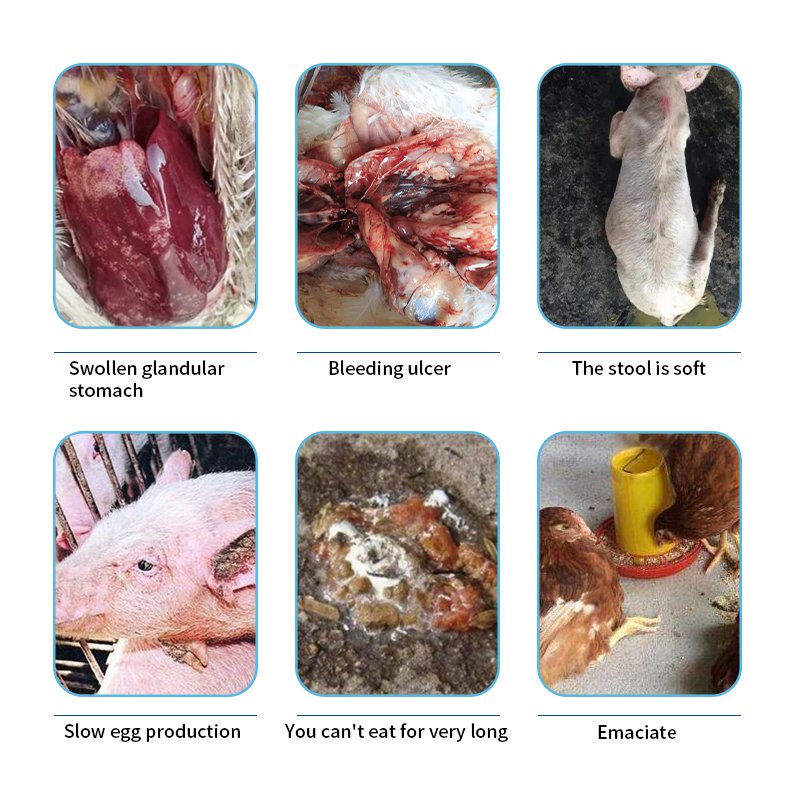 animal health products promote probiotics Feed Additives Protect liver and kidney function cattle bovine cow sheep goat horse