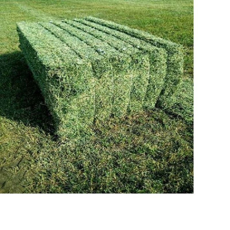 100% Premium Alfalfa Hay, Rhodes Grass, Oats Hay Ready / Oats Hay Animal Feed for Sale