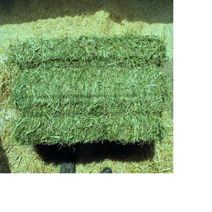 100% Premium Alfalfa Hay, Rhodes Grass, Oats Hay Ready / Oats Hay Animal Feed for Sale
