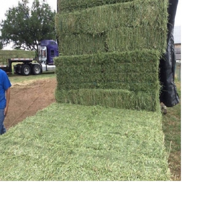 100% Premium Alfalfa Hay, Rhodes Grass, Oats Hay Ready / Oats Hay Animal Feed for Sale