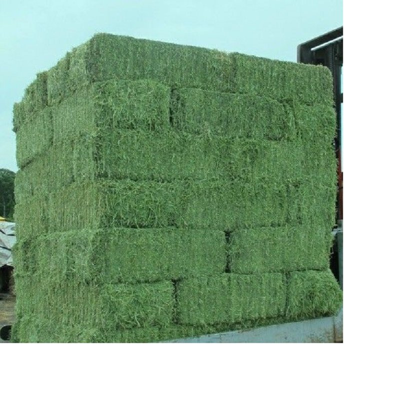 100% Premium Alfalfa Hay, Rhodes Grass, Oats Hay Ready / Oats Hay Animal Feed for Sale