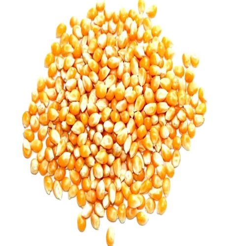 Yellow Corn and White Corn/ Yellow Maize for Animal Feed or Human consumption FOR SALE