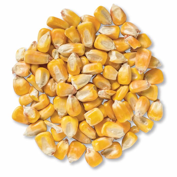 Yellow Corn and White Corn/ Yellow Maize for Animal Feed or Human consumption FOR SALE