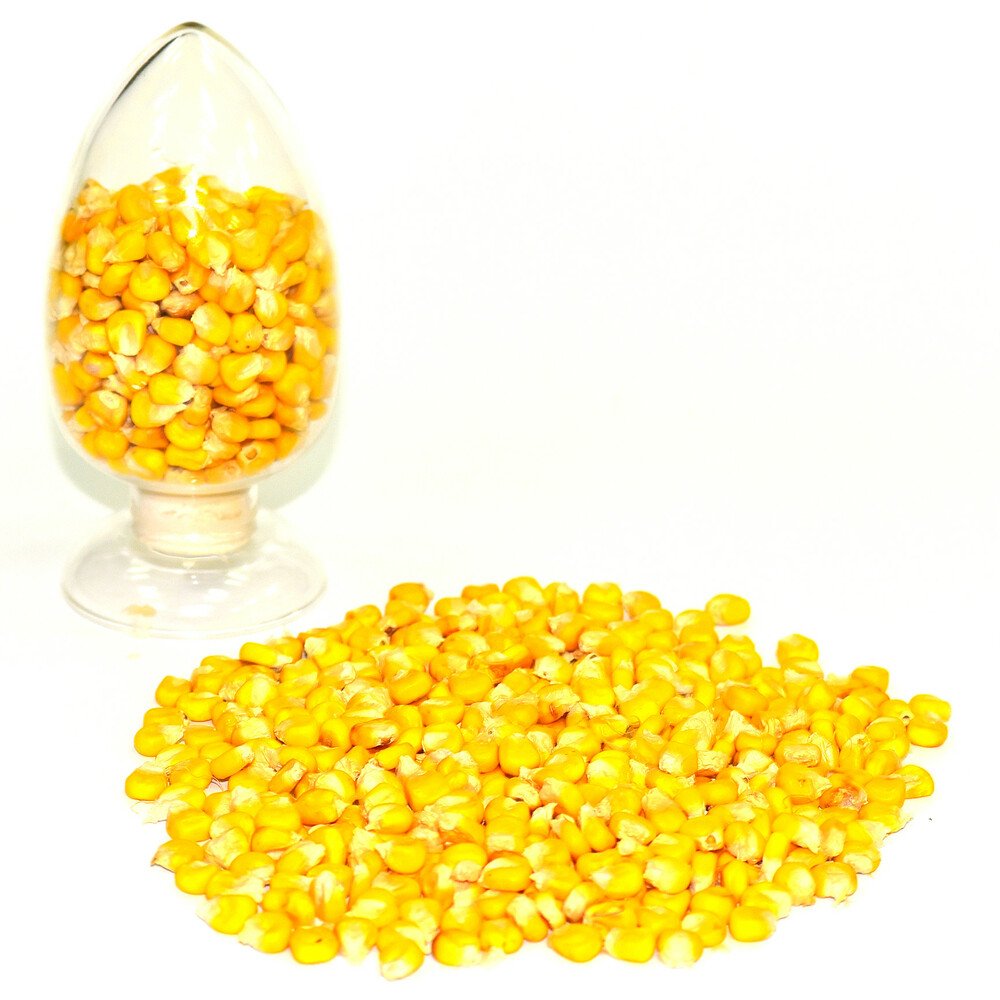 Yellow Corn and White Corn/ Yellow Maize for Animal Feed or Human consumption FOR SALE