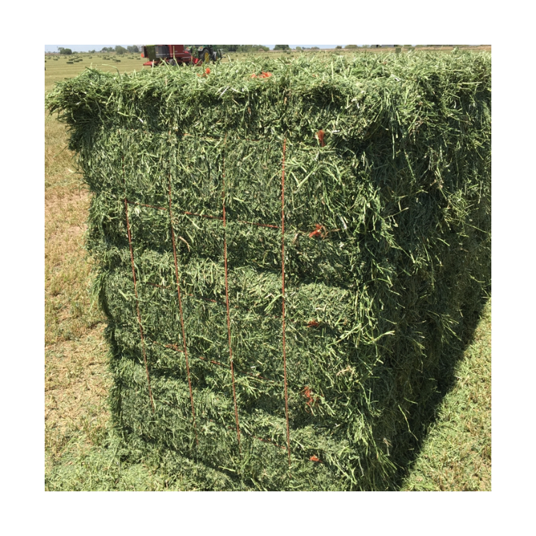 Best grade Quality Alfalfa Hay for Animal Feeding Stuff Alfalfa / Alfalfa Hay / Alfalfa Hay wholesale price