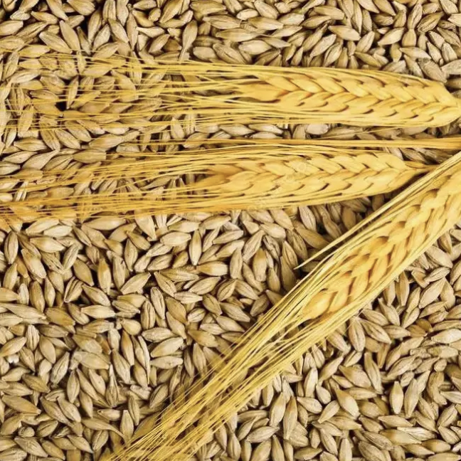 Hulled Barley for Animal Feed